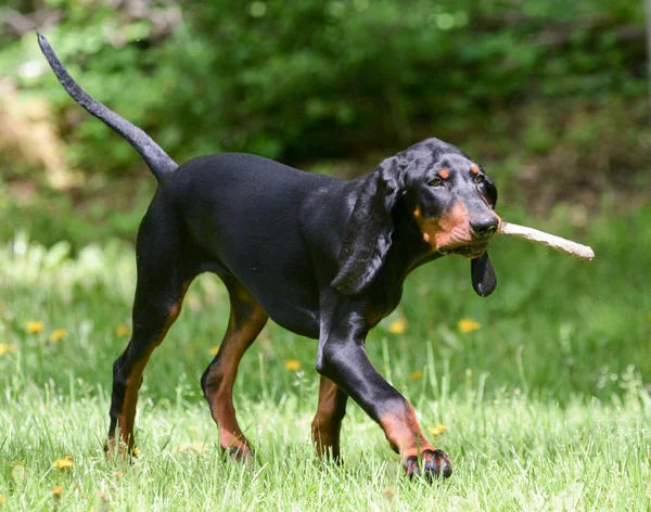 Coonhound dog playing fetch — Stock Photo, Image