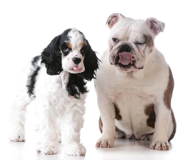 Cocker spaniel en bulldog — Stockfoto