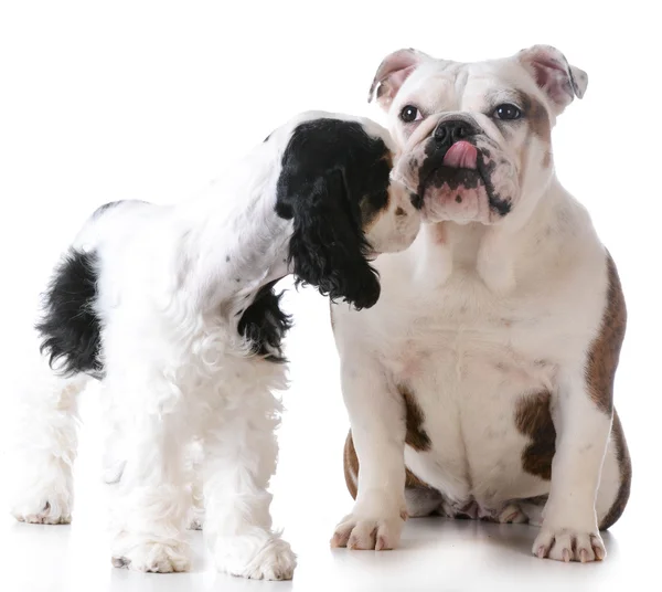 Amerikansk cocker spaniel och engelsk bulldogg — Stockfoto