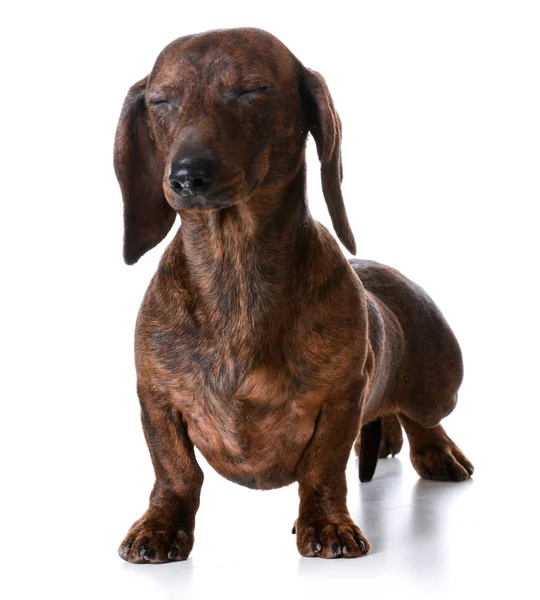 Miniature smooth dachshund — Stock Photo, Image