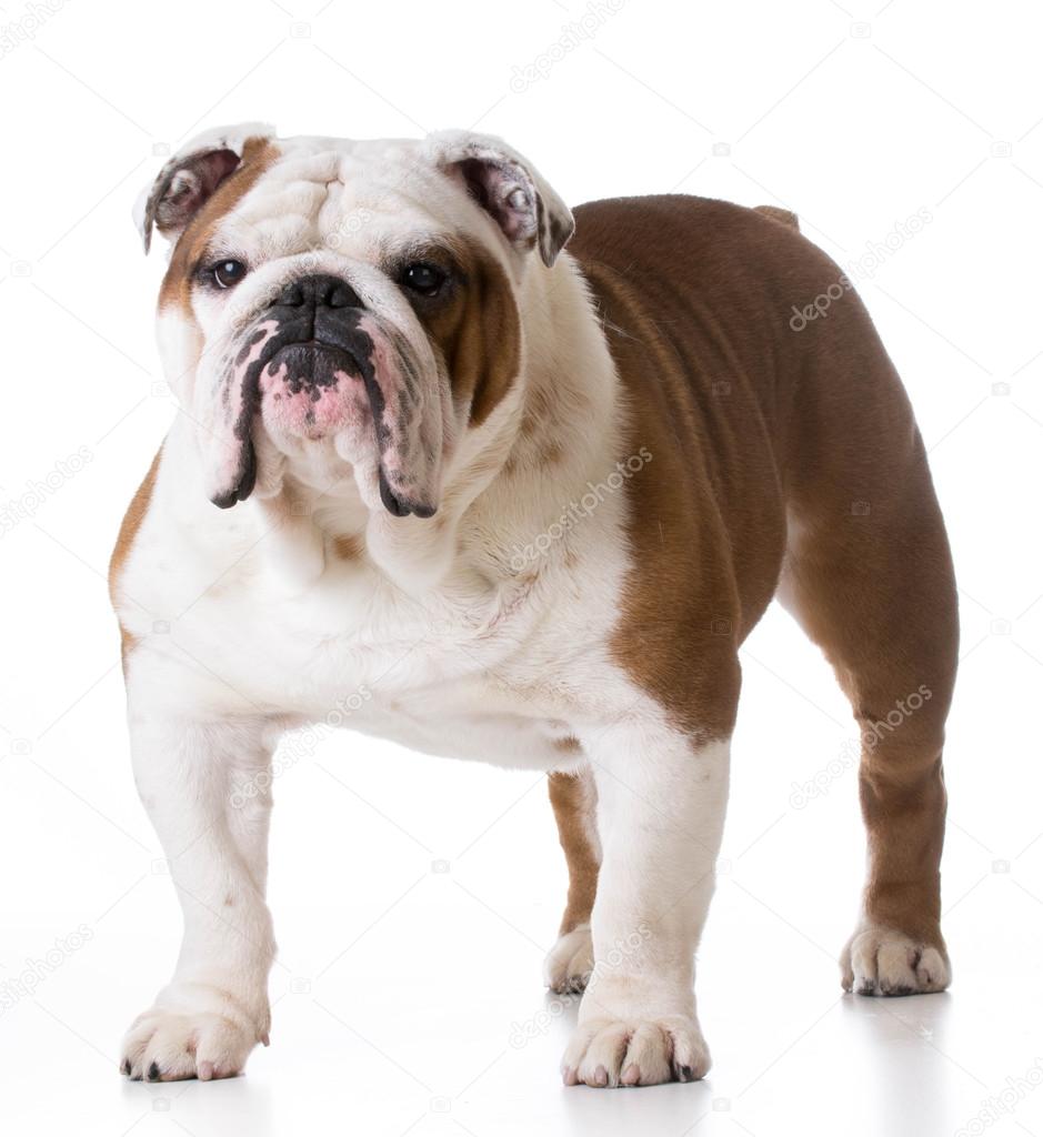 Bulldog standing looking