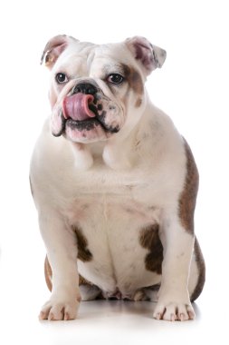 Bulldog yalama dudaklar