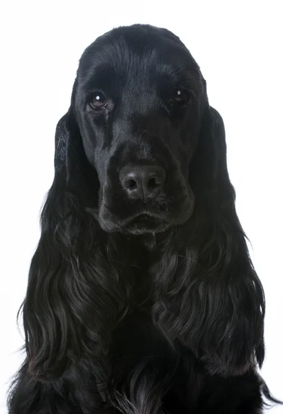 Inglés Cocker Spaniel portrait — Foto de Stock