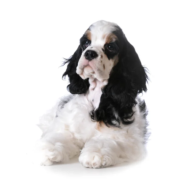 Amerikan cocker spaniel köpek yavrusu — Stok fotoğraf