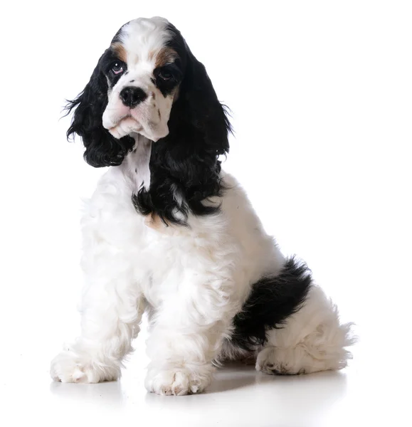アメリカのコッカー spaniel 子犬 — ストック写真