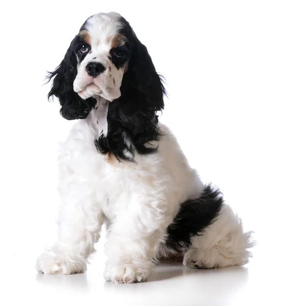 Amerikan cocker spaniel köpek yavrusu — Stok fotoğraf