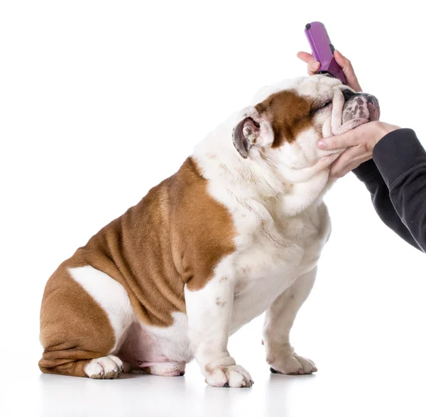 Inglês bulldog ficando groomed — Fotografia de Stock