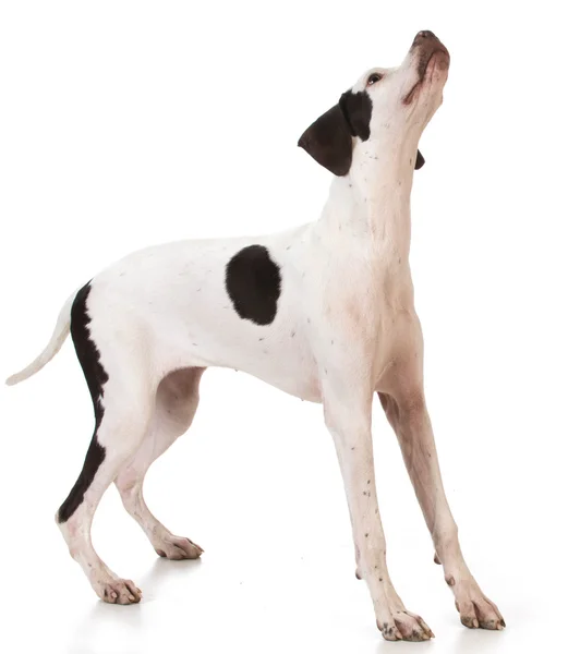 Pointer puppy standing — Stock Photo, Image