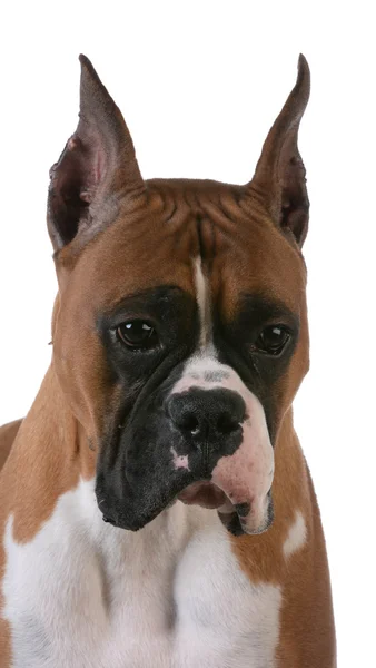 Purebred boxer dog — Stock Photo, Image