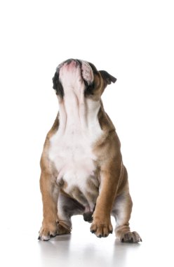 atlama köpek yavrusu