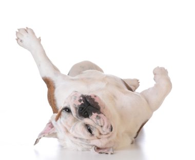 kaşınan köpek