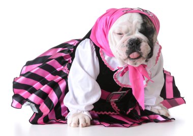 korsan köpek yavrusu