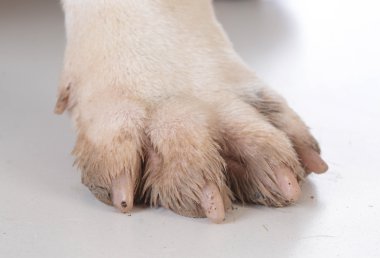 pis köpek ayakları