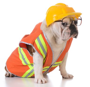 çalışan köpek