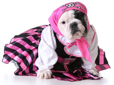 korsan köpek yavrusu