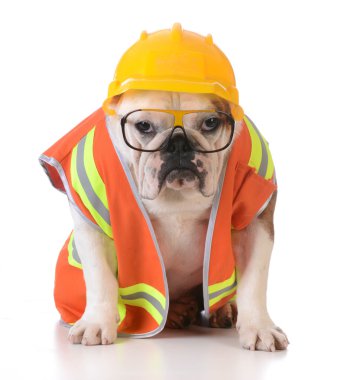 çalışan köpek