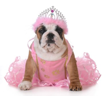 şımarık köpeği