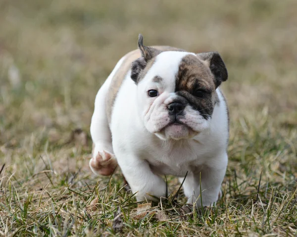 Bulldog puppy — Stockfoto