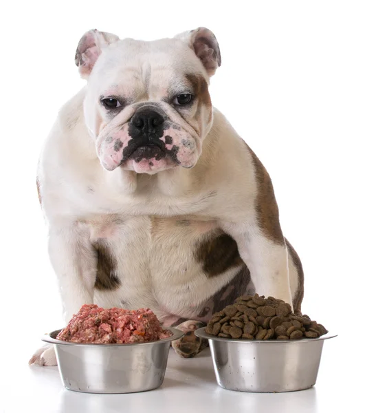 Alimentar a tu mascota — Foto de Stock