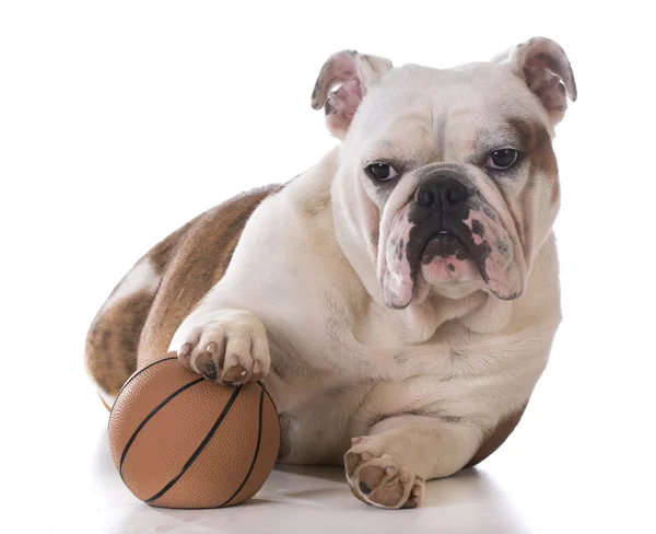 Puppy spelen met een bal — Stockfoto