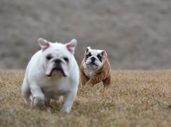 Iki köpek koşma — Stok fotoğraf