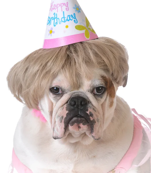 Birthday dog — Stock Photo, Image