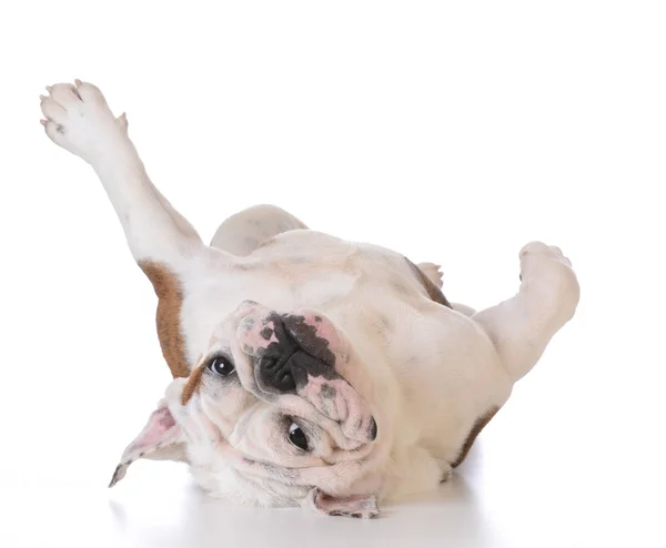 Itchy dog — Stock Photo, Image