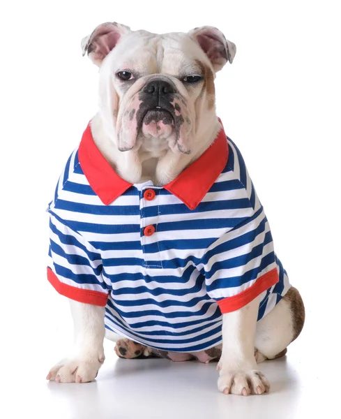 Dog wearing a shirt — Stock Photo, Image