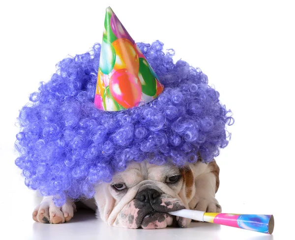 Cão de aniversário — Fotografia de Stock
