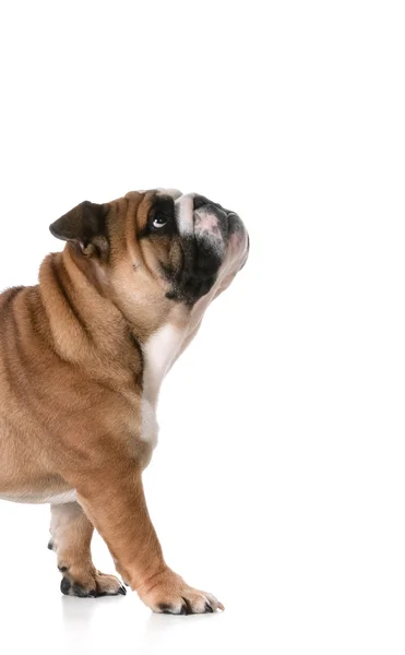 Puppy walking — Stock Photo, Image