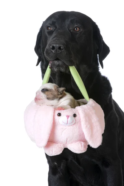 Perro sosteniendo un cachorro en una cesta — Foto de Stock