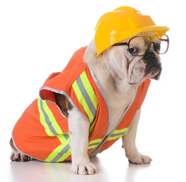 Werkende hond — Stockfoto