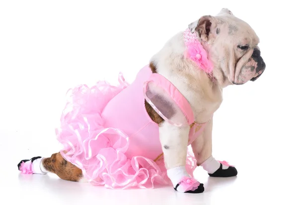 Bulldog ballerina — Stock Photo, Image