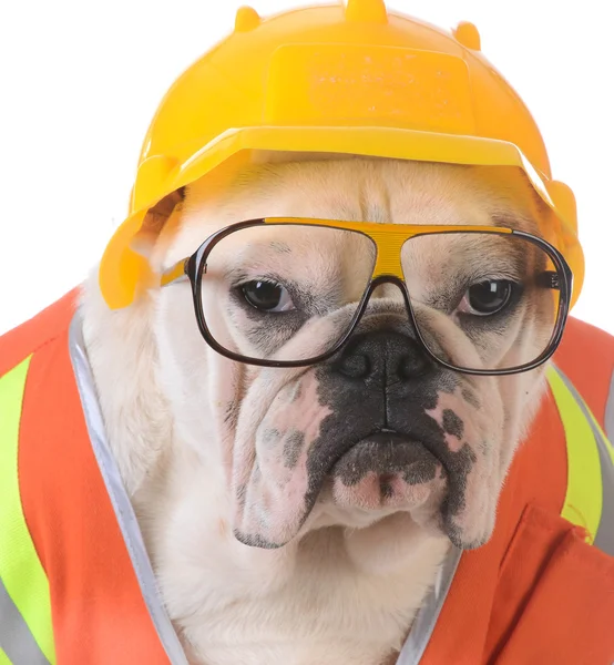 Cão de trabalho — Fotografia de Stock