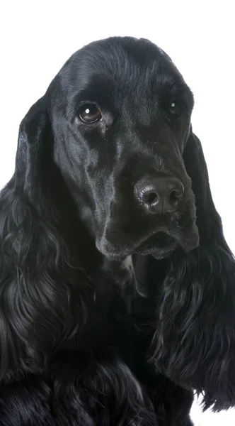 Engelsk cocker spaniel porträtt — Stockfoto