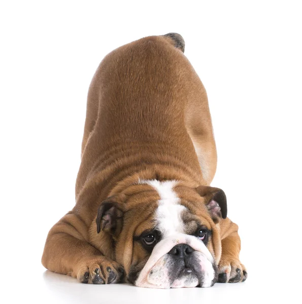 Dog bowing — Stock Photo, Image