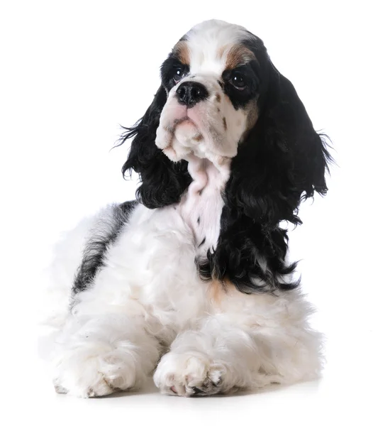 Amerikansk cocker spaniel — Stockfoto