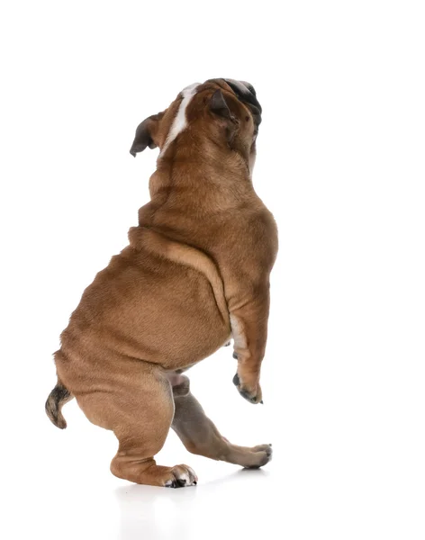 Hond dansen — Stockfoto