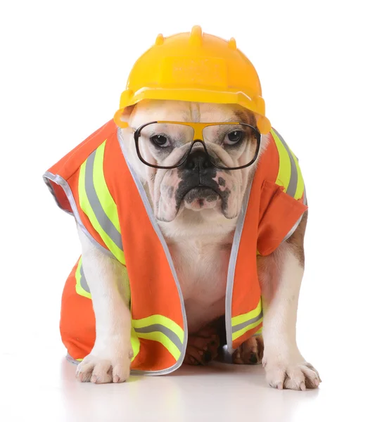 çalışan köpek