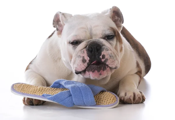 Puppy chewing slipper — Stock Photo, Image