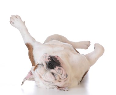 kaşınan köpek