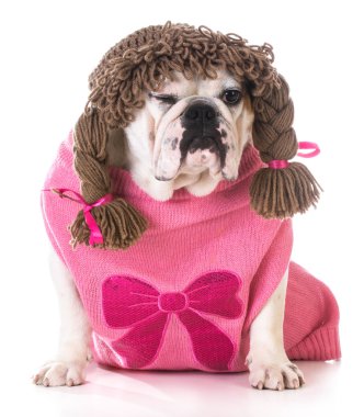 dişi köpek göz kırpıyor