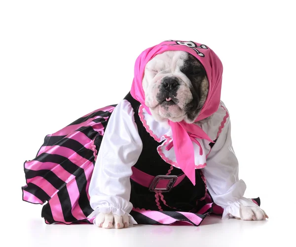 Piraat puppy — Stockfoto