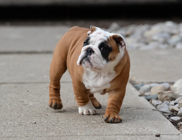 Schattig puppy — Stockfoto