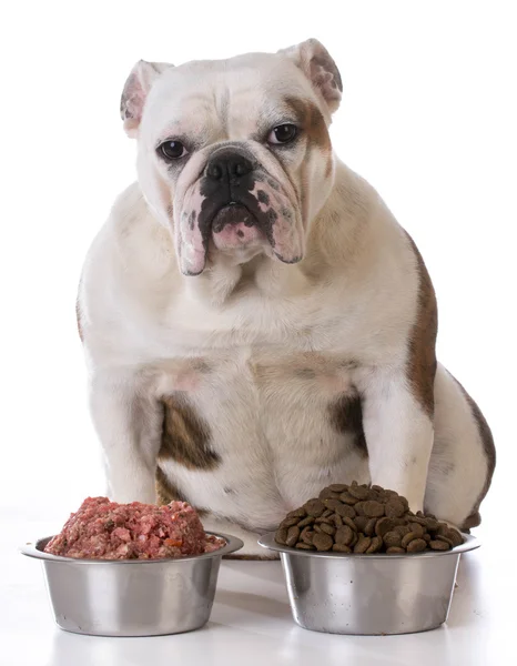 Füttern Sie Ihr Haustier — Stockfoto