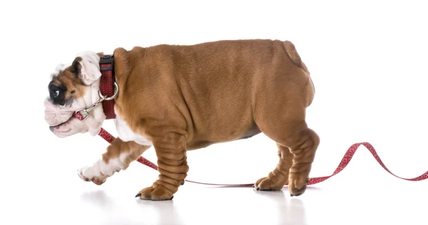 Leash training — Stock Photo, Image