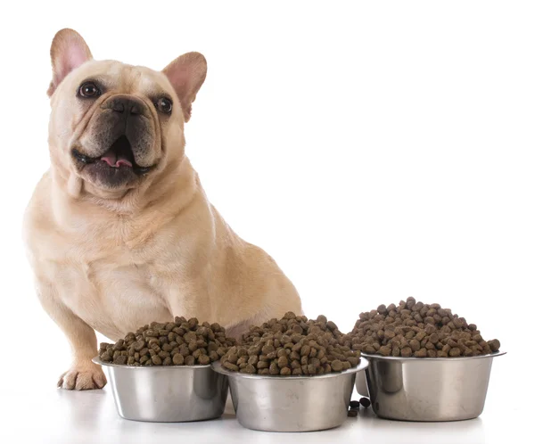 Feeding the dog — Stock Photo, Image