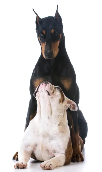 Twee honden. — Stockfoto