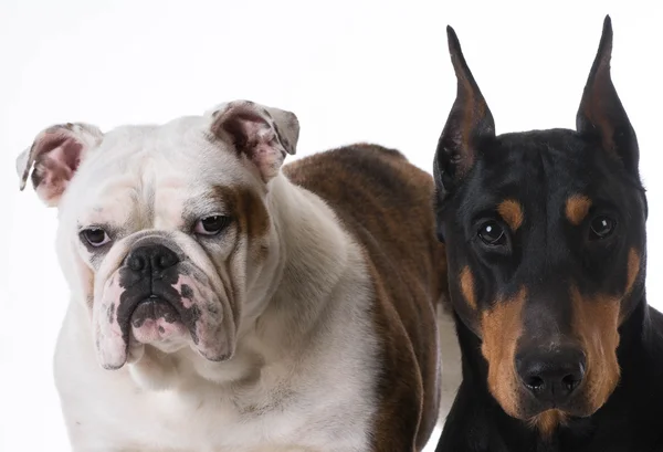 Twee honden. — Stockfoto