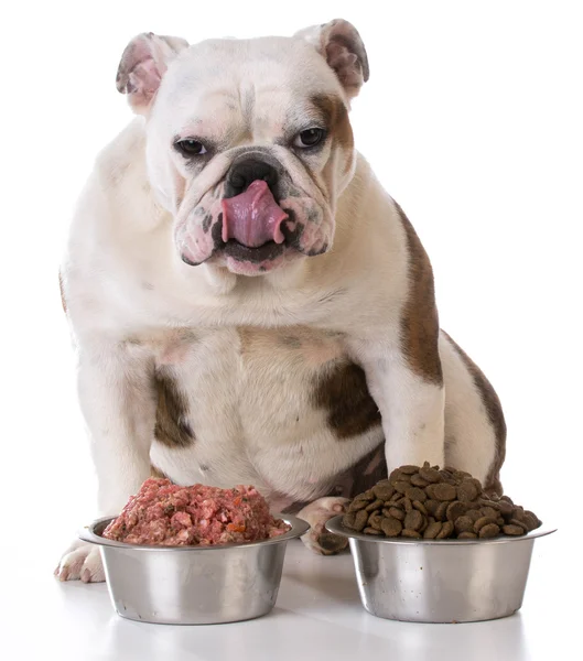 Feeding your pet — Stock Photo, Image